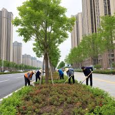 2026美加墨世界杯官网 林州附近绿化苗木市场在哪里有