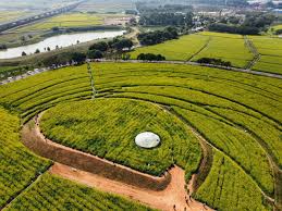 FIFA2026官方网站入口 太仓城市绿化养护方案